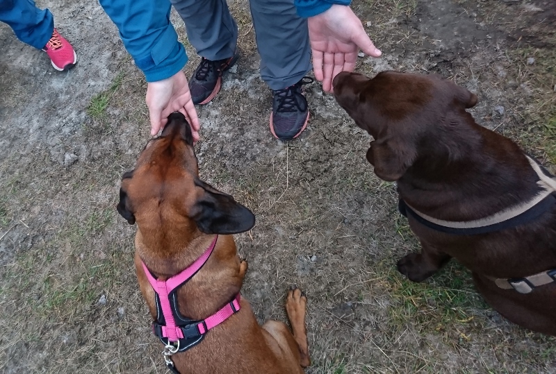 DSC_0600 (1) (800x539)