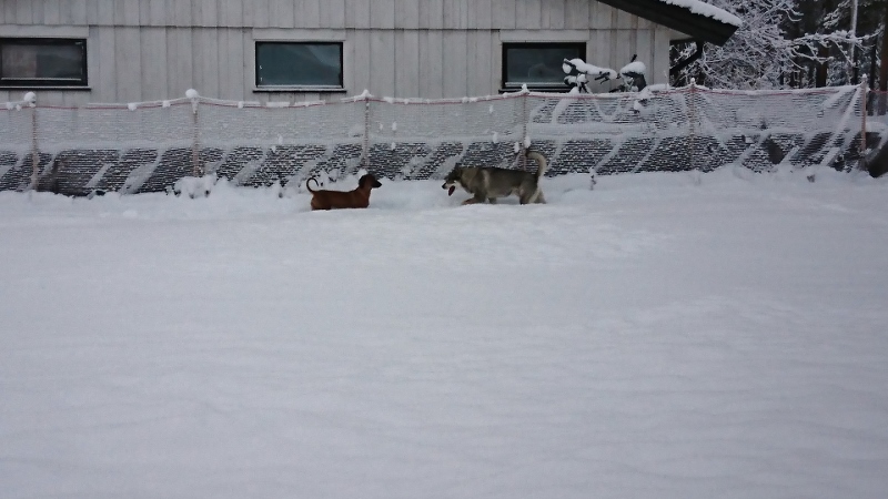 DSC_0031 (3) (800x450)