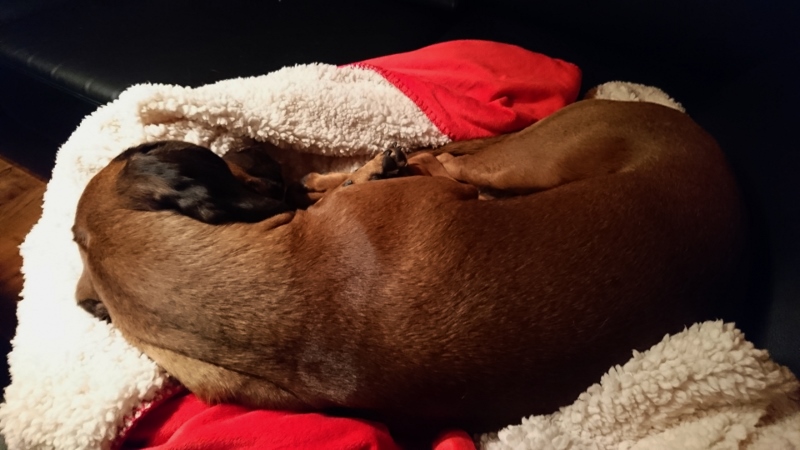 DSC_0258 (1) (800x450)