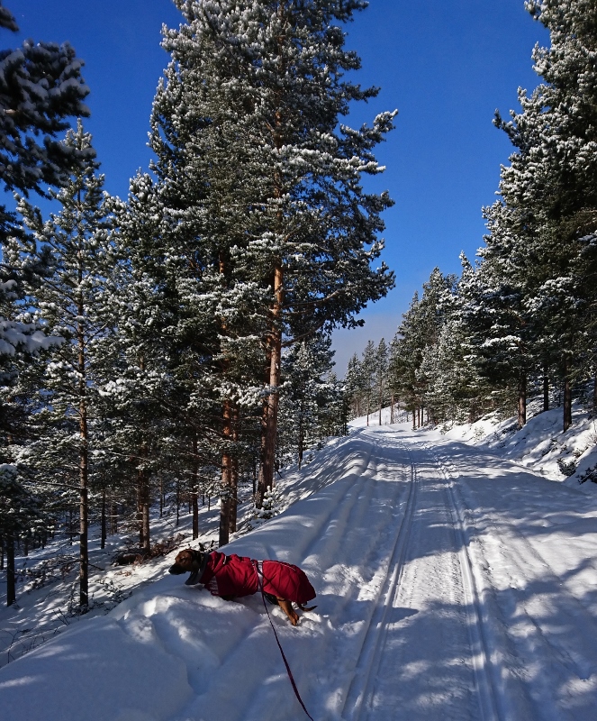 DSC_0737 (1) (663x800)