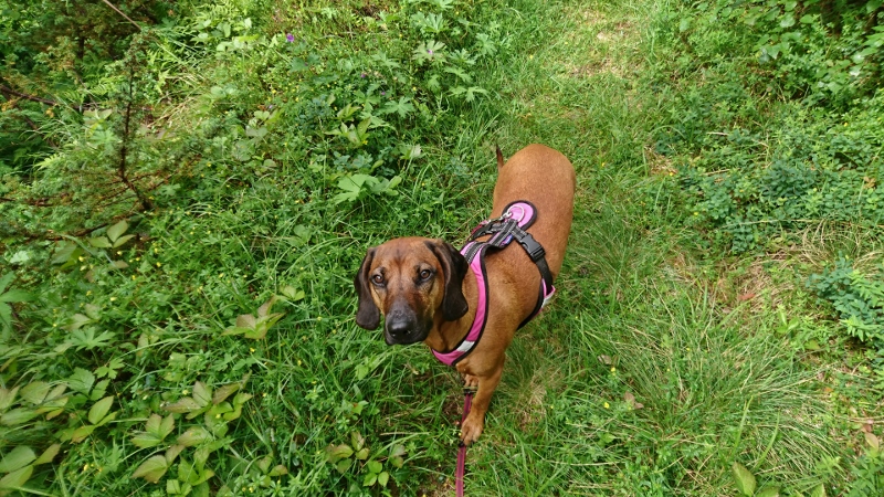 DSC_1701 (800x450).jpg