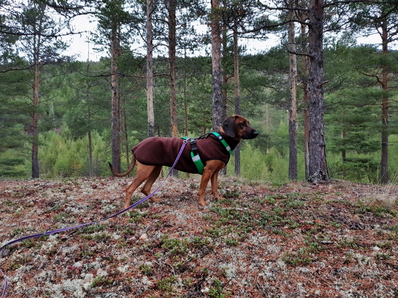 20181024_172711 (800x600)