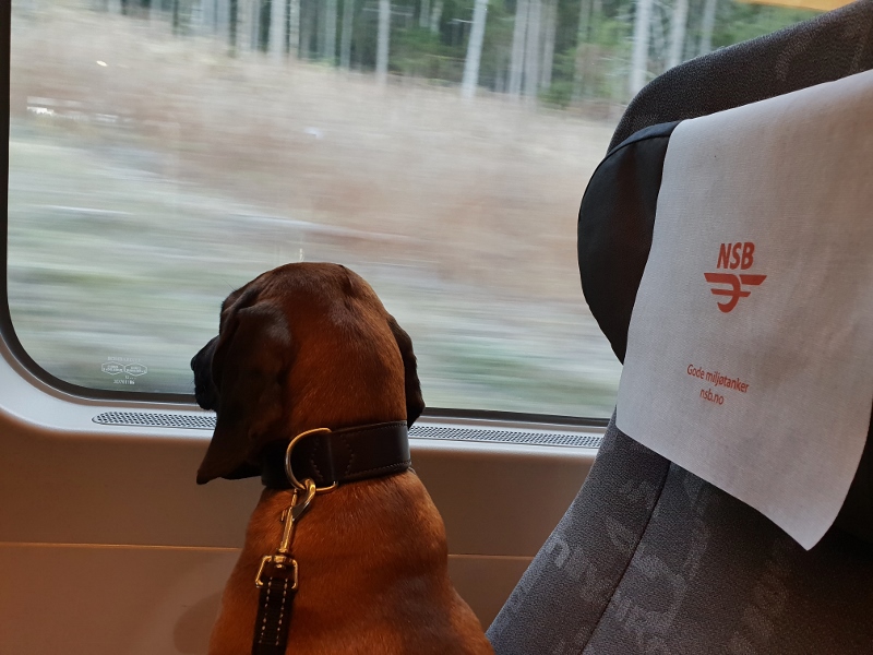 20181025_123400 (800x600)