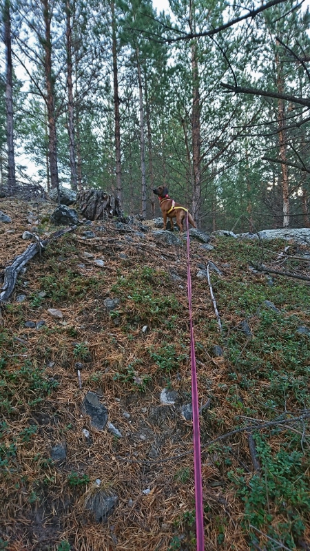 DSC_2316 (1) (450x800)