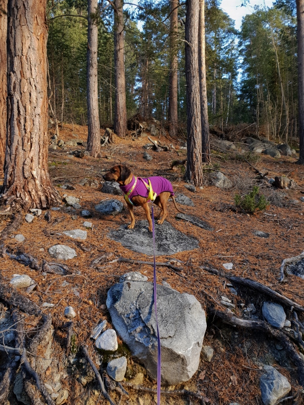 20181027_120933 (600x800)