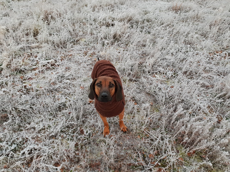 20181029_161333 (800x600)