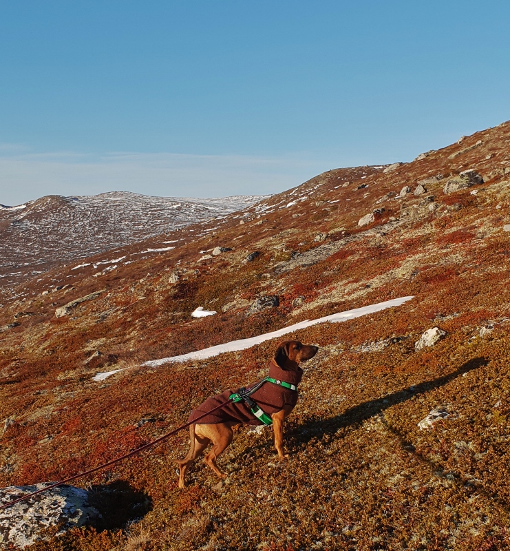 20181124_123229 (741x800)