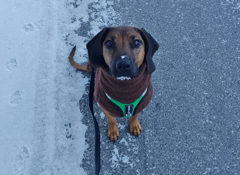 20190125_143842 (800x583)