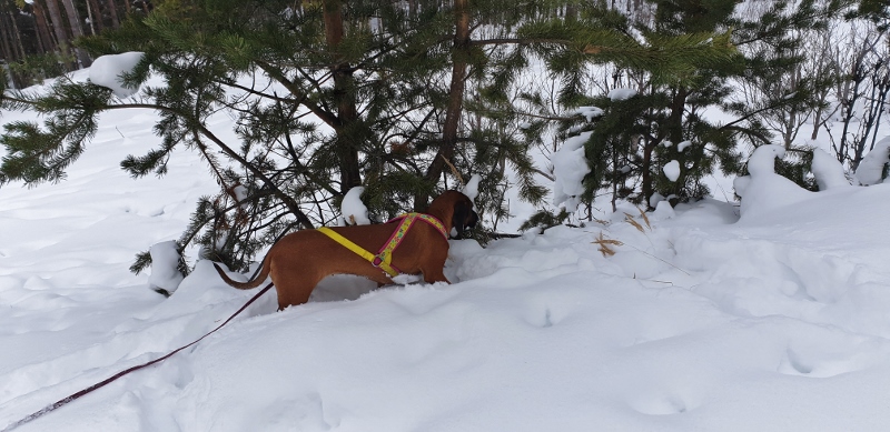 20190212_161031 (800x389)