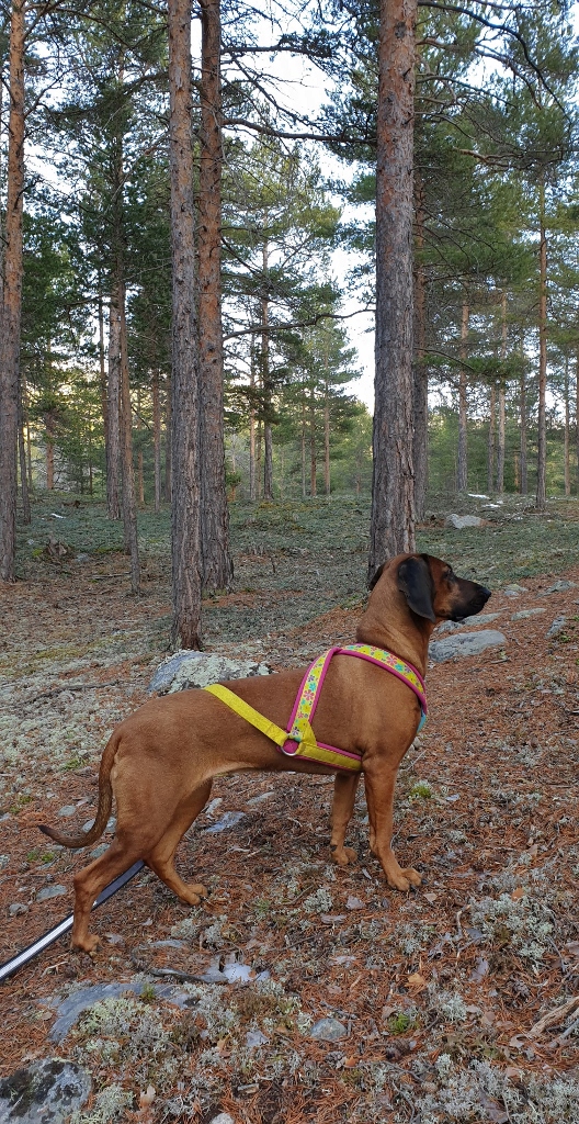 20190220_140436 (528x1024)