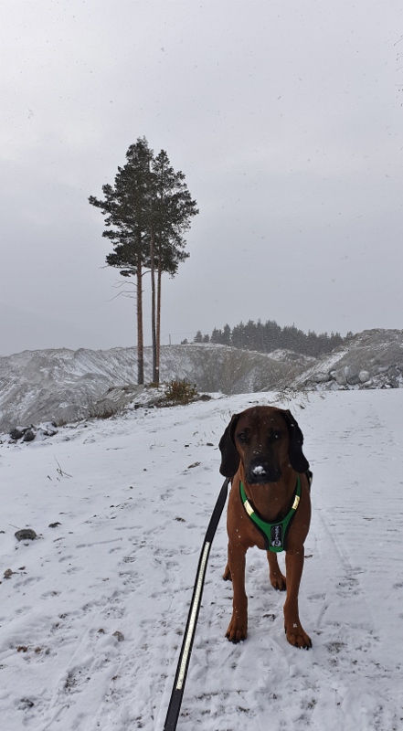 20190307_155555 (441x800)