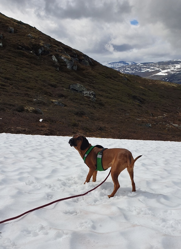 20190609_104803 (584x800)