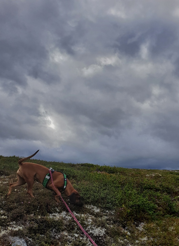 20190630_181957 (584x800)