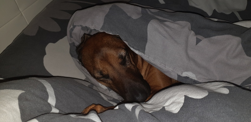 20190719_075207 (800x389)