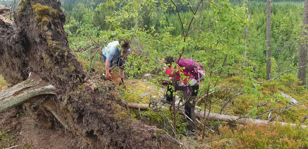 20190719_193510 (1024x498)