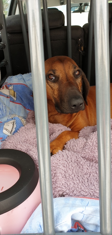 20190808_130954 (389x800).jpg