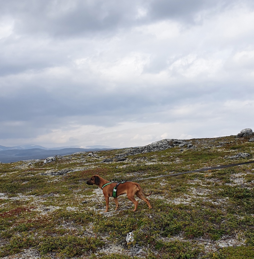 20190825_170138 (2) (1007x1024)