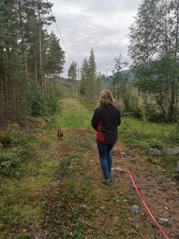 IMG_20190731_140340 (600x800)