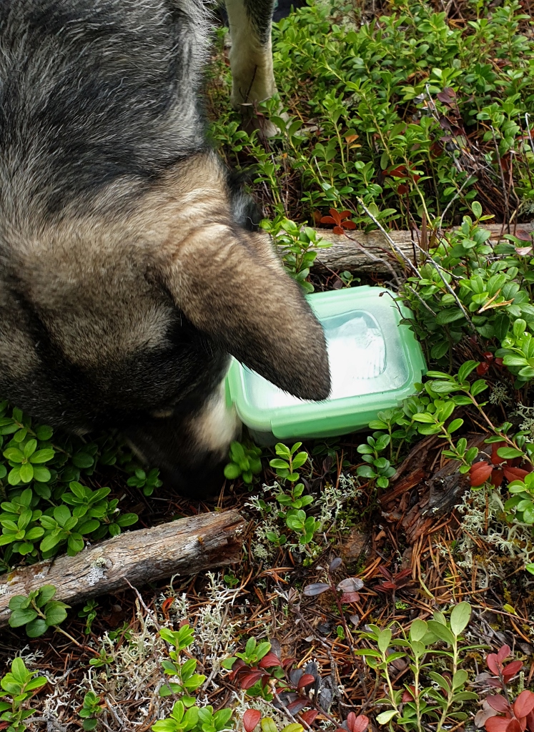 20190831_114338 (747x1024)