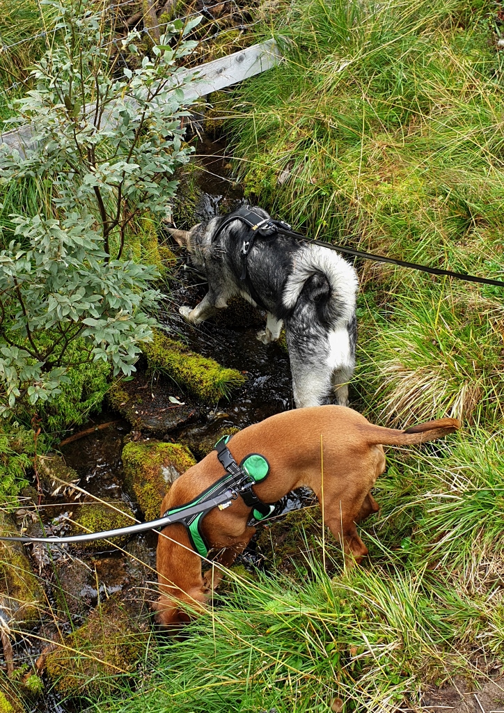 20190831_120817 (724x1024)