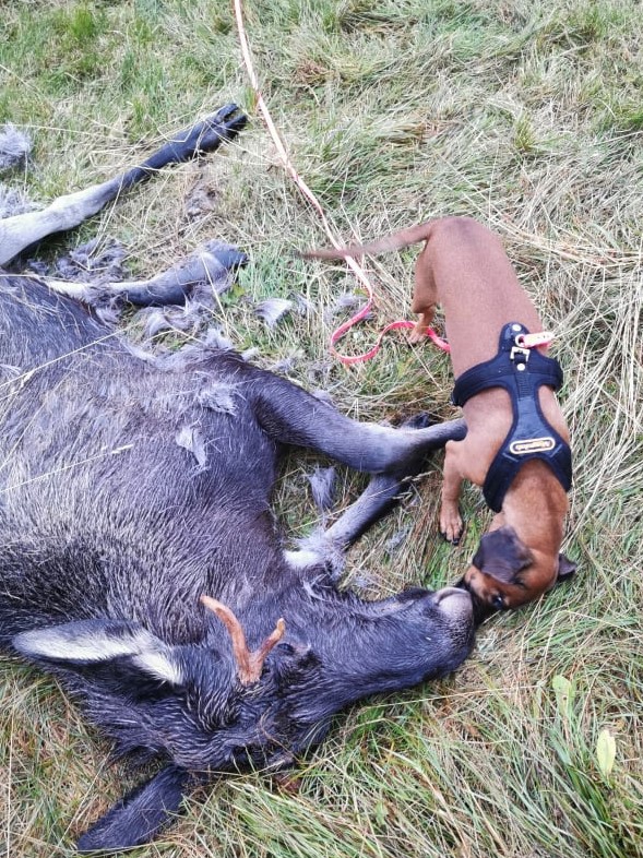 72085464_2394317234215897_5598978547419971584_n (2)